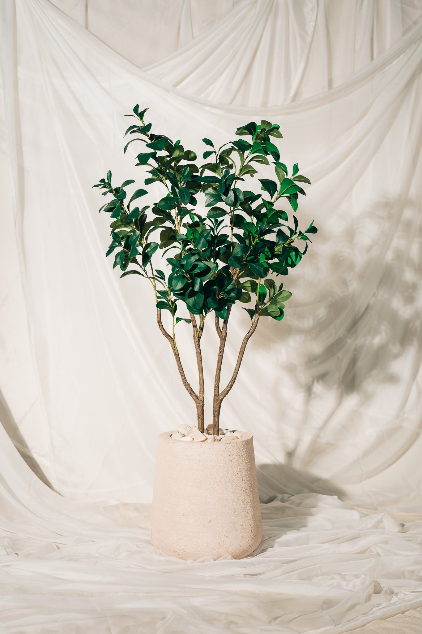 Lush Mid-Size Plants