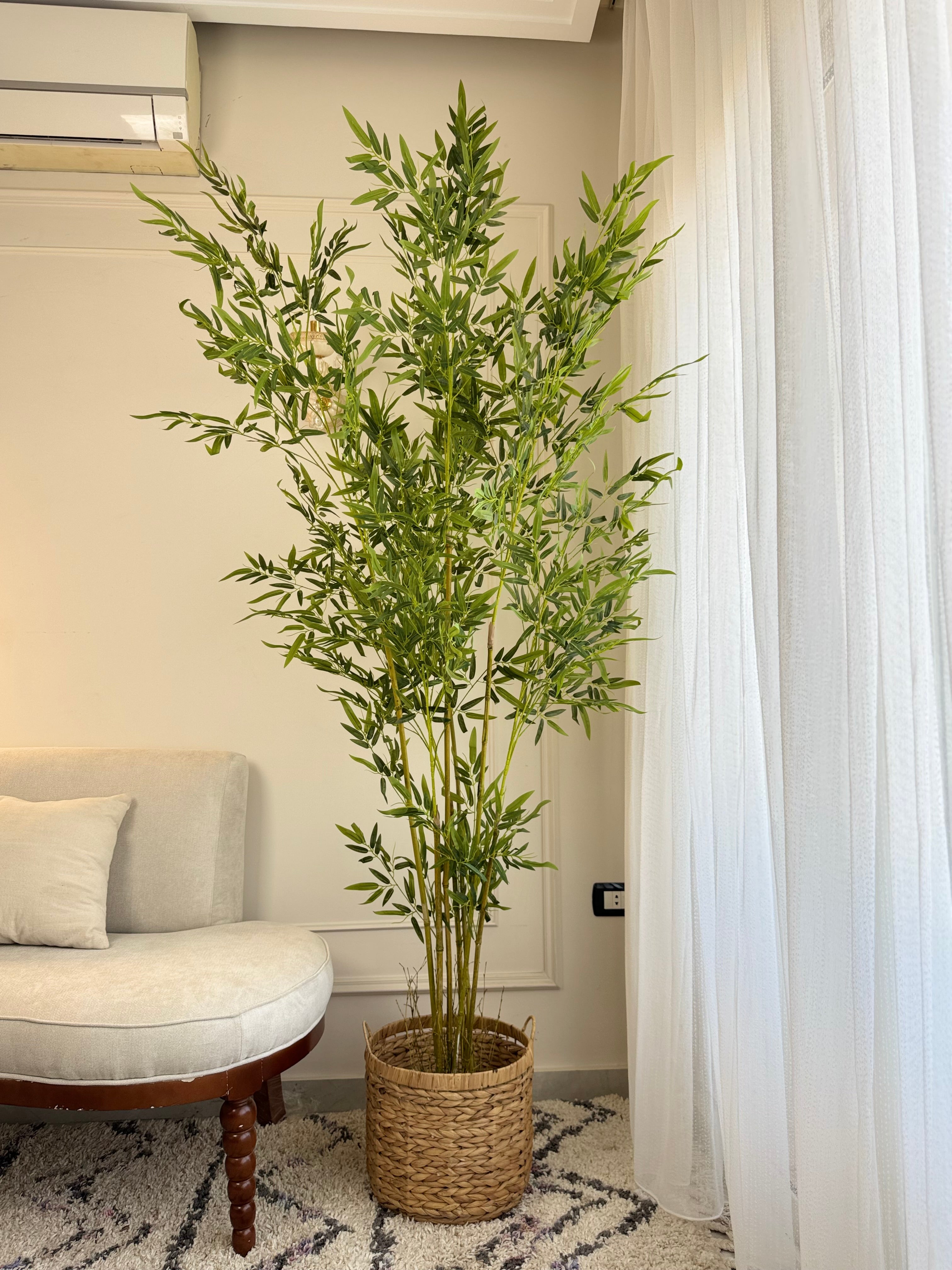 Bamboo in Jute Pot