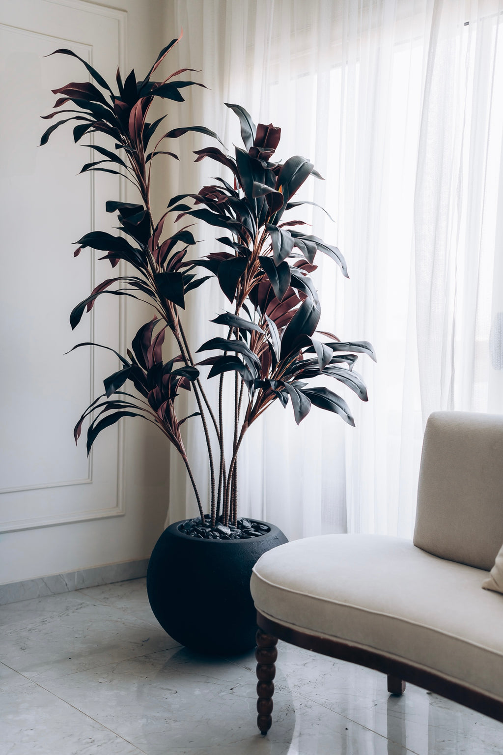 Burgundy dracena