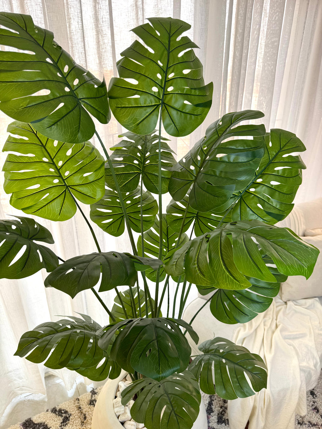 Monstera in Bowl pot