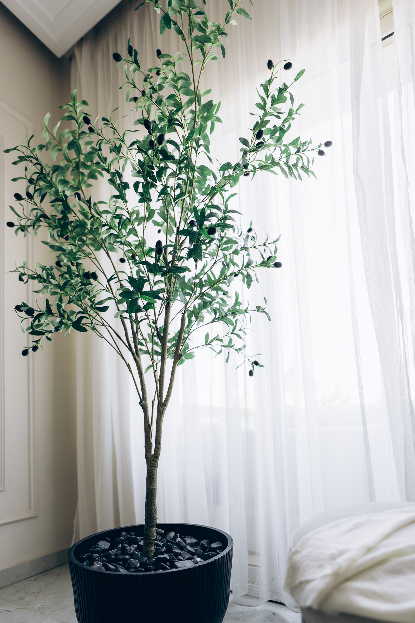 Olive tree