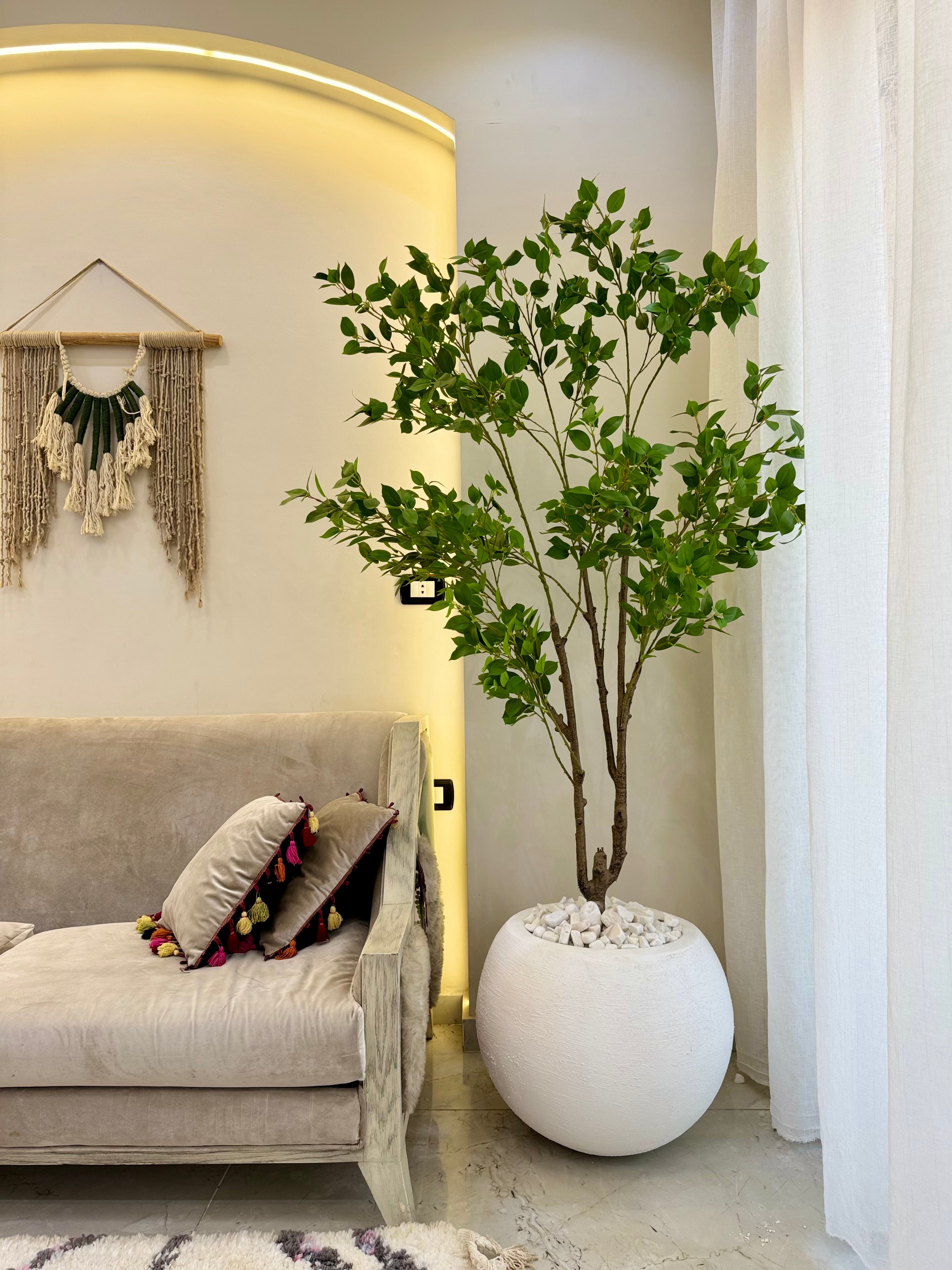 Benjamina Tree