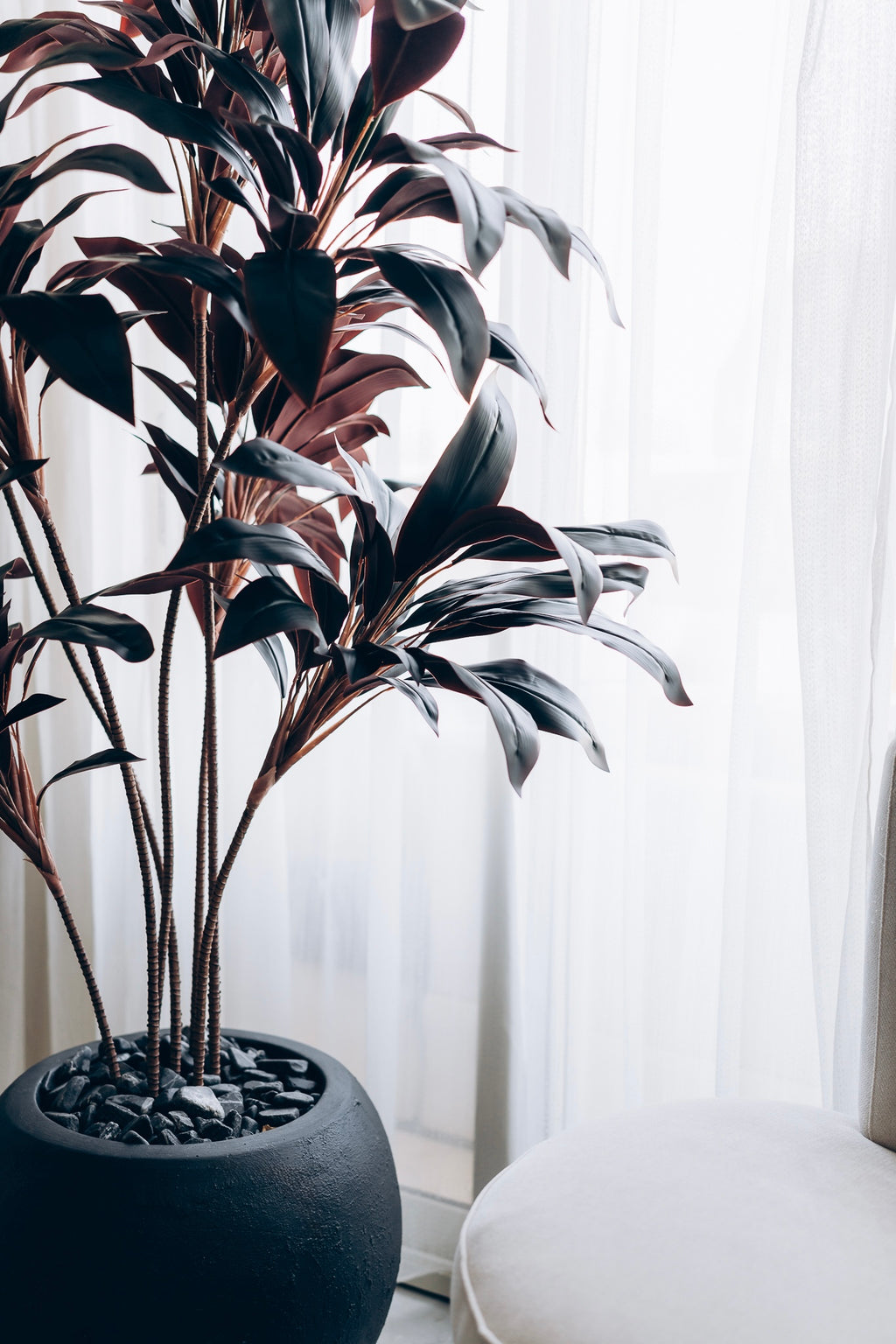 Burgundy dracena