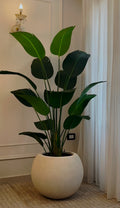Banana in Bowl Pot