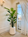 Bird of Paradise Tree
