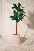 Rubber Tree Mid-Size