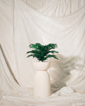 Sago palm plant