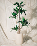 Dracena in Slim Pot