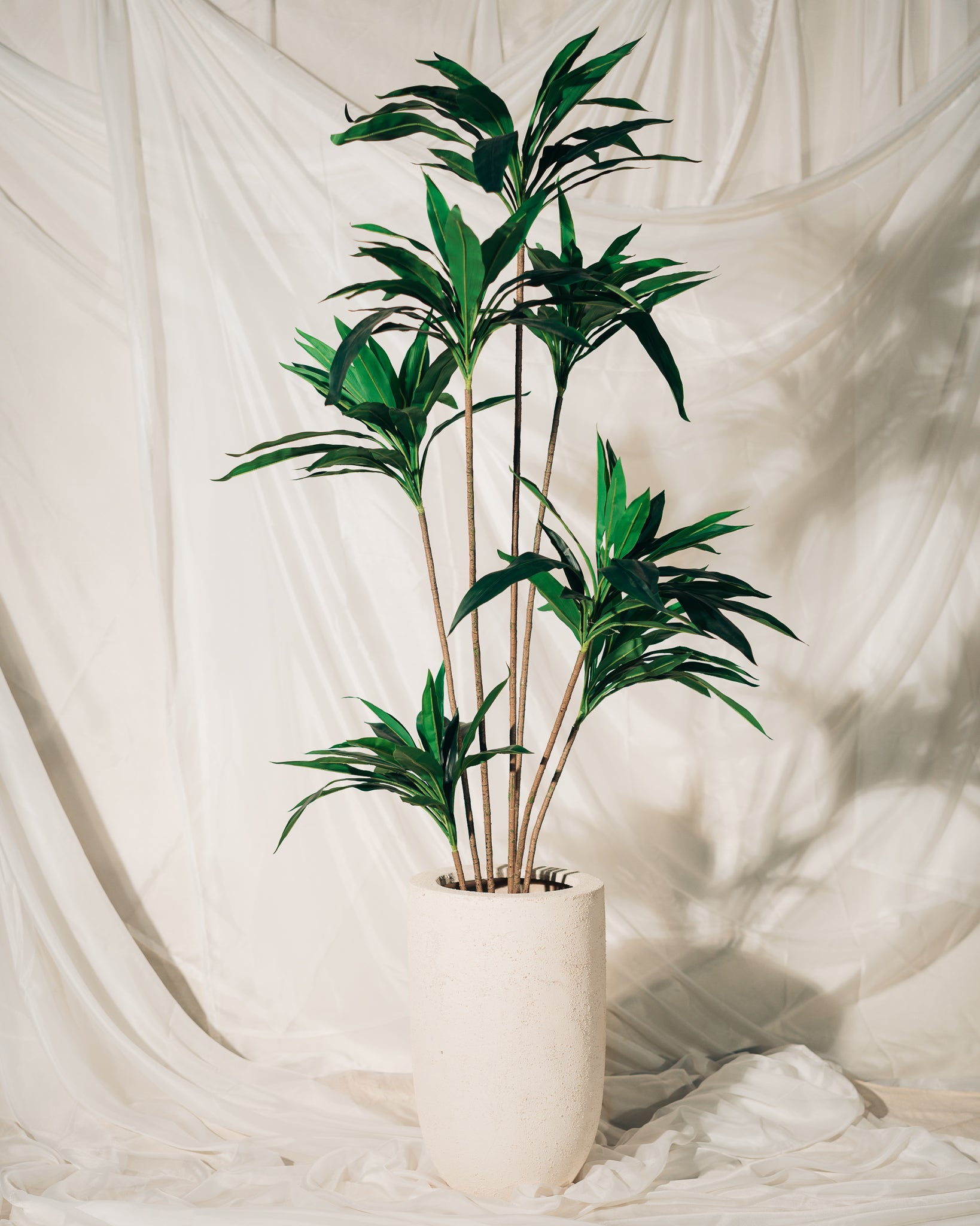 Dracena in Slim Pot