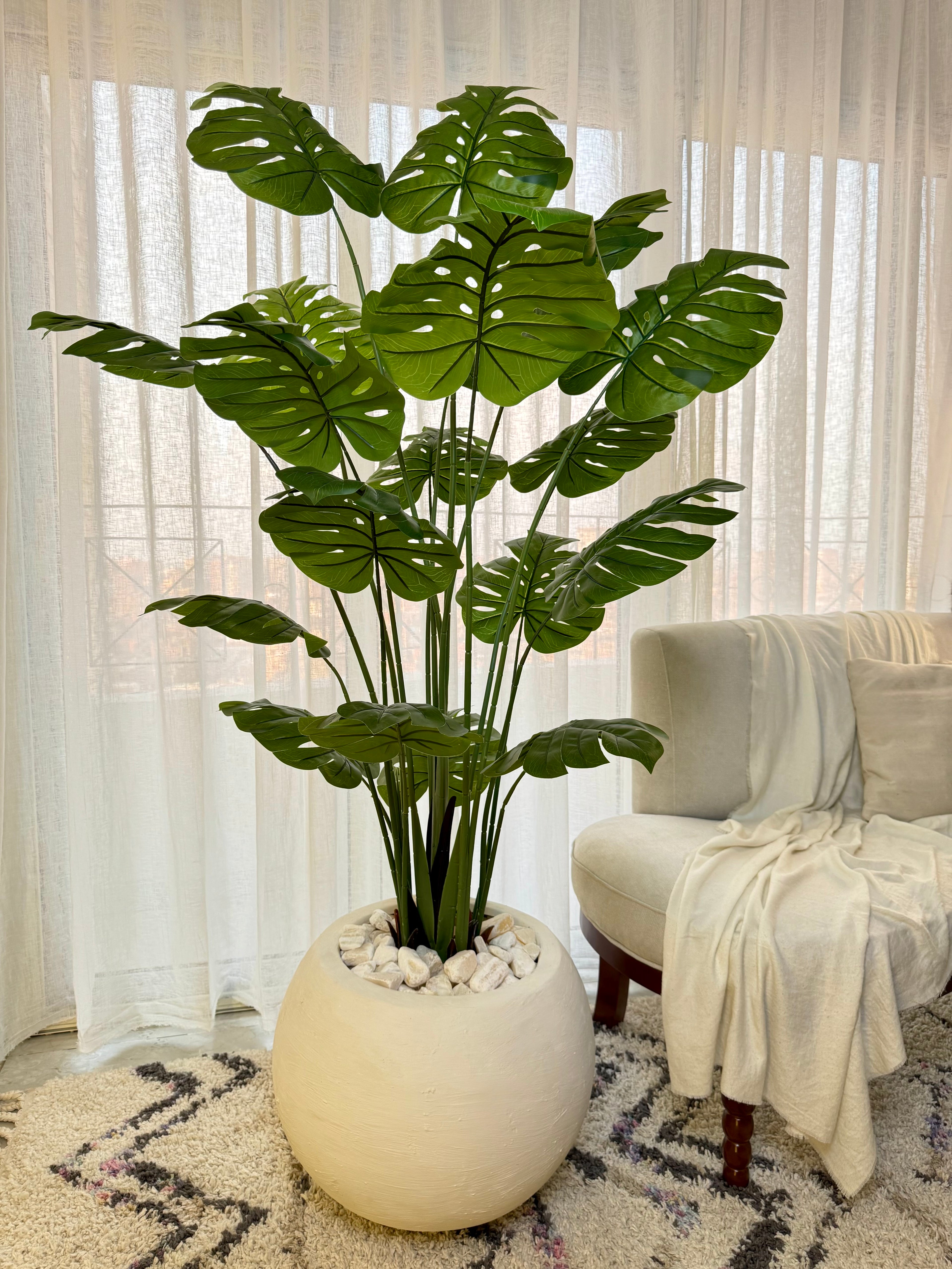 Monstera in Bowl pot