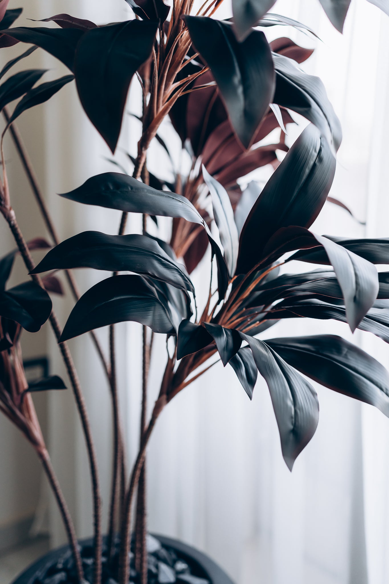 Burgundy dracena