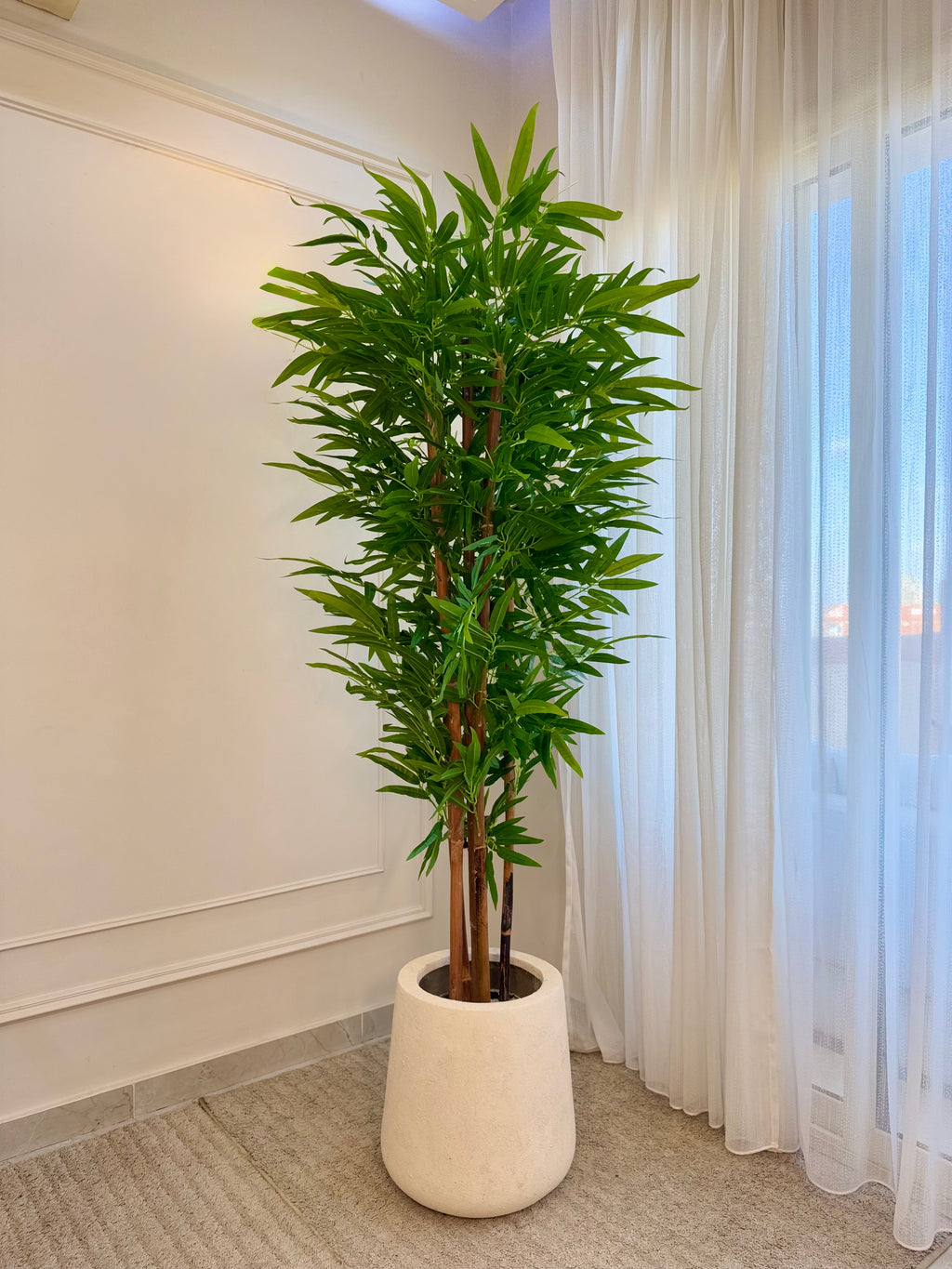 Bamboo in Tapered Pot
