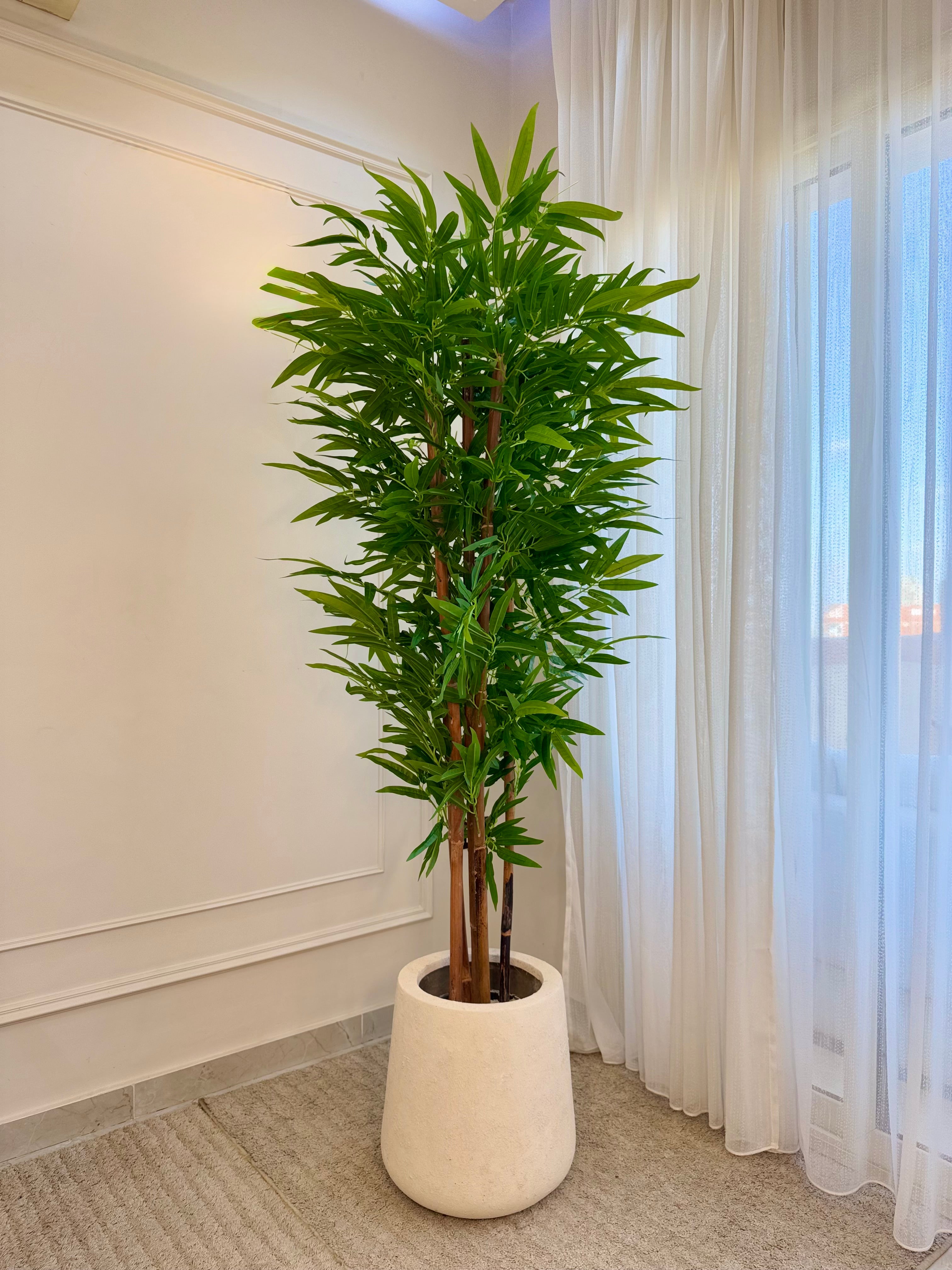 Bamboo in Tapered Pot