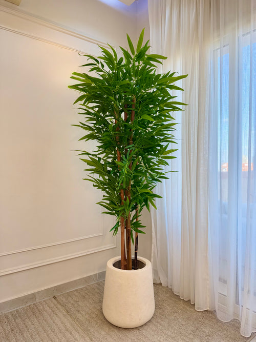 Bamboo in Tapered Pot