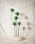 Dracaena Tree