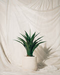 Cactus Plant