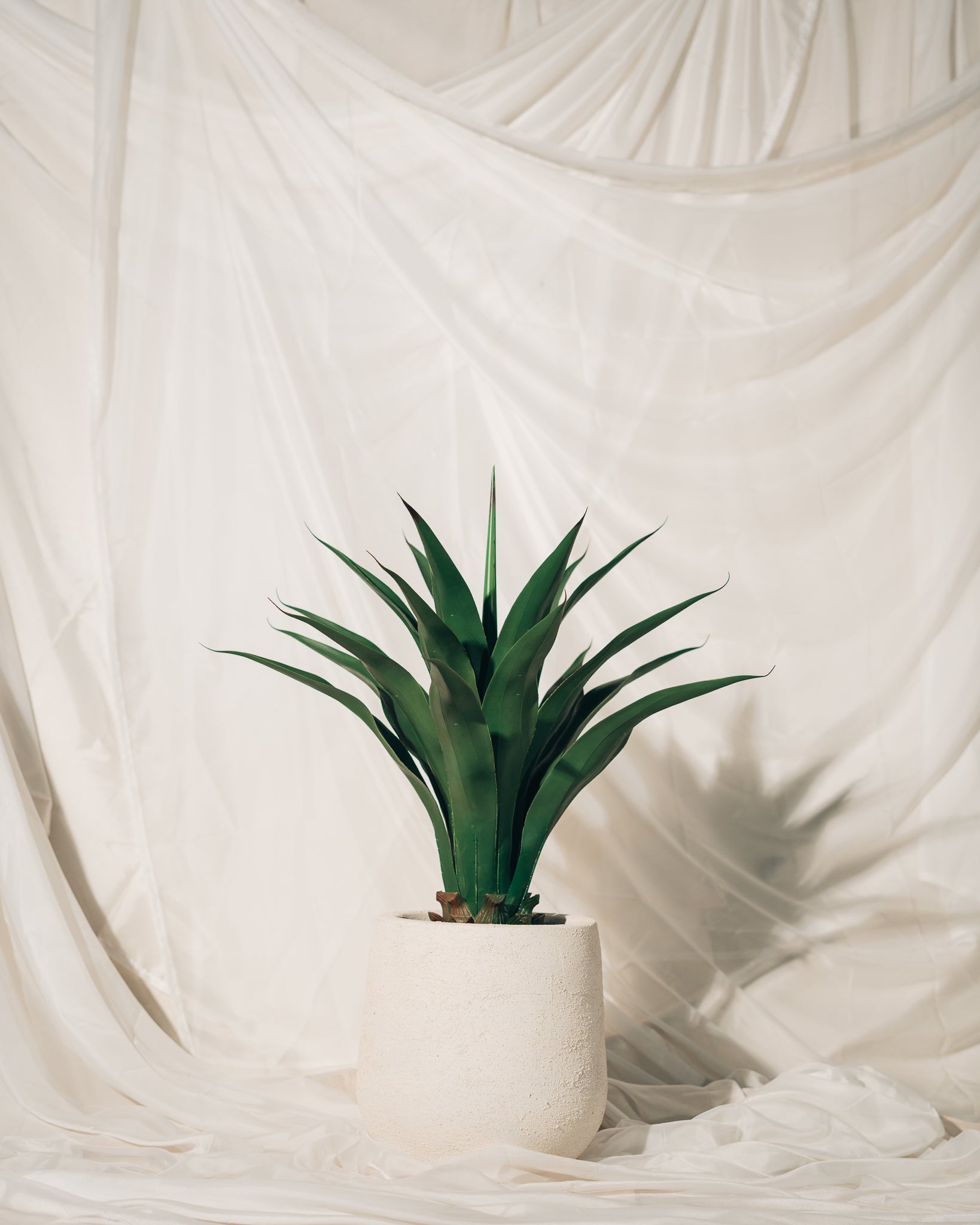 Cactus Plant
