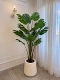 Monstera in Tapered Pot