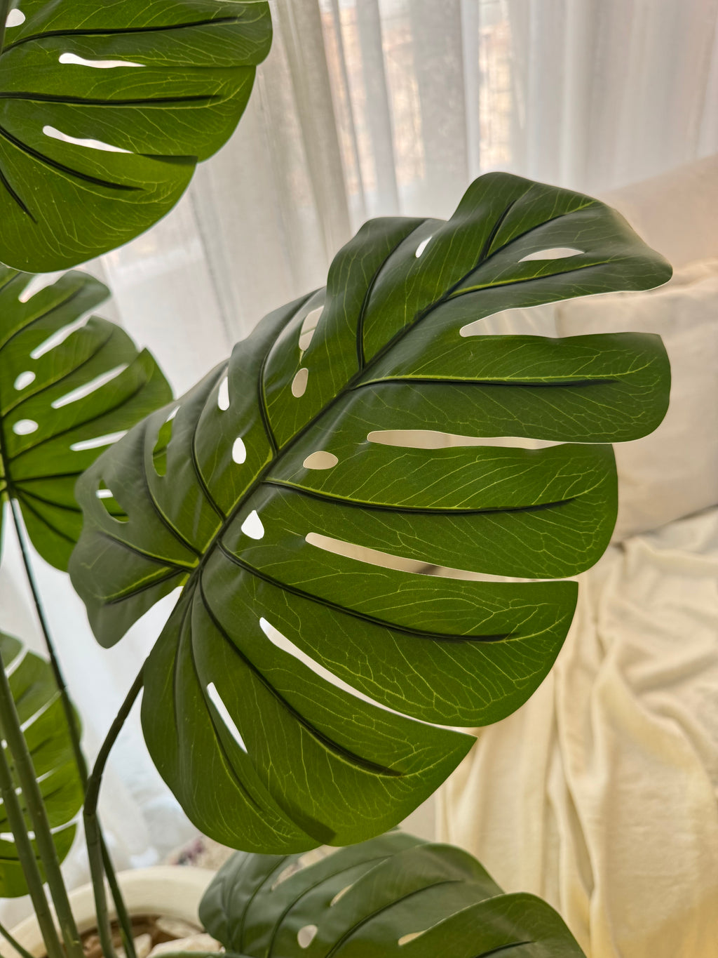 Monstera in Bowl pot