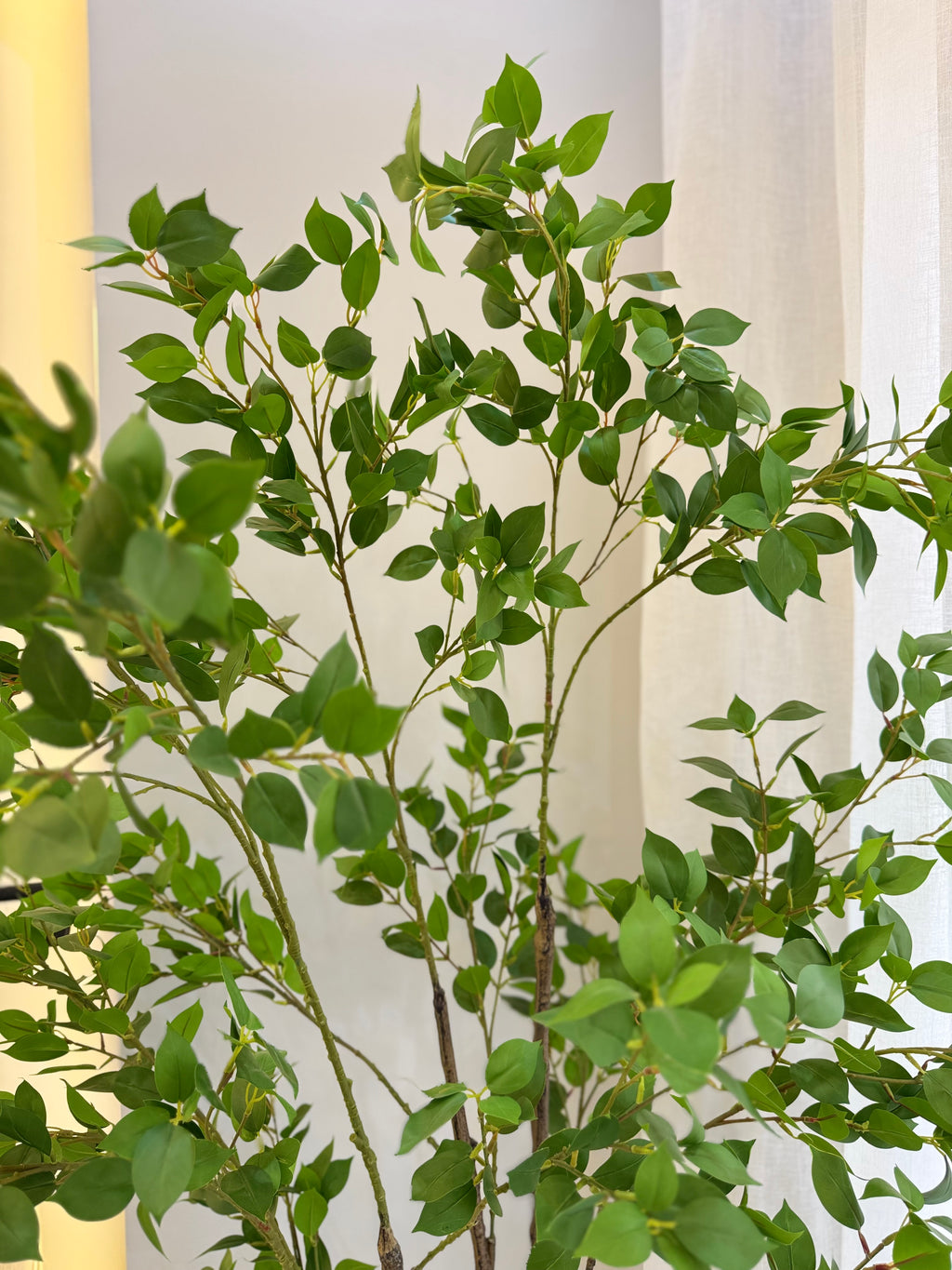 Benjamina Tree