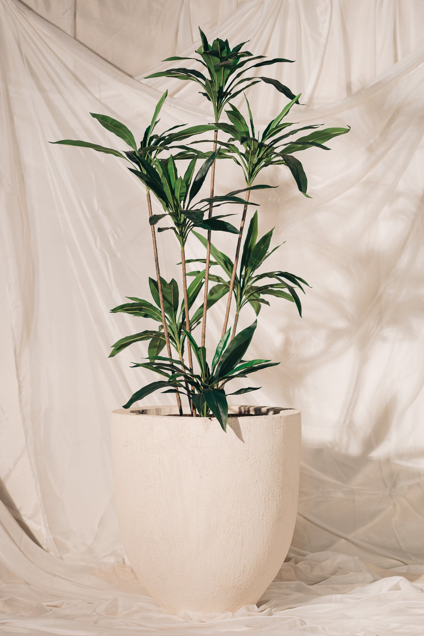 Dracena in U-Shape Pot