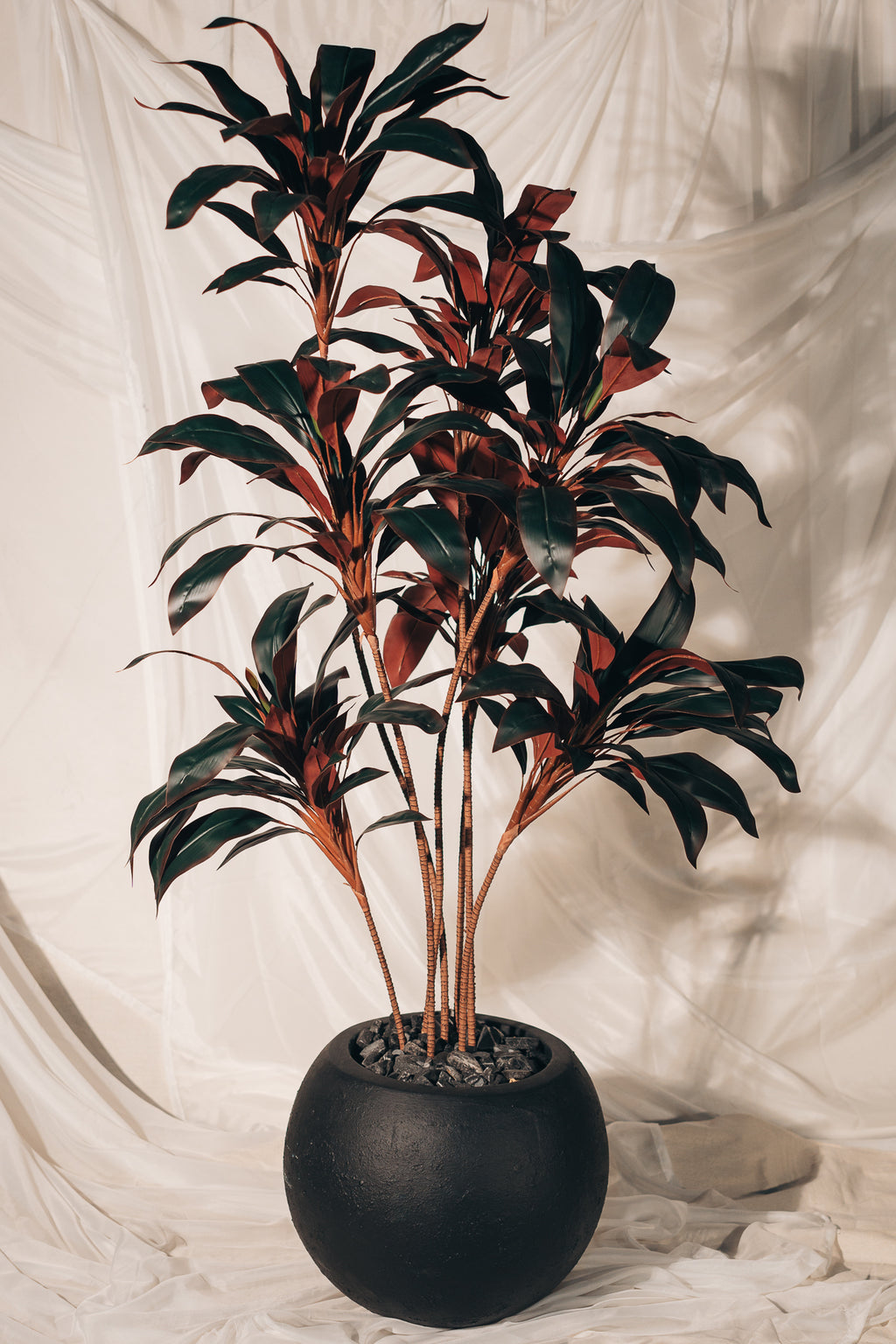 Burgundy dracena