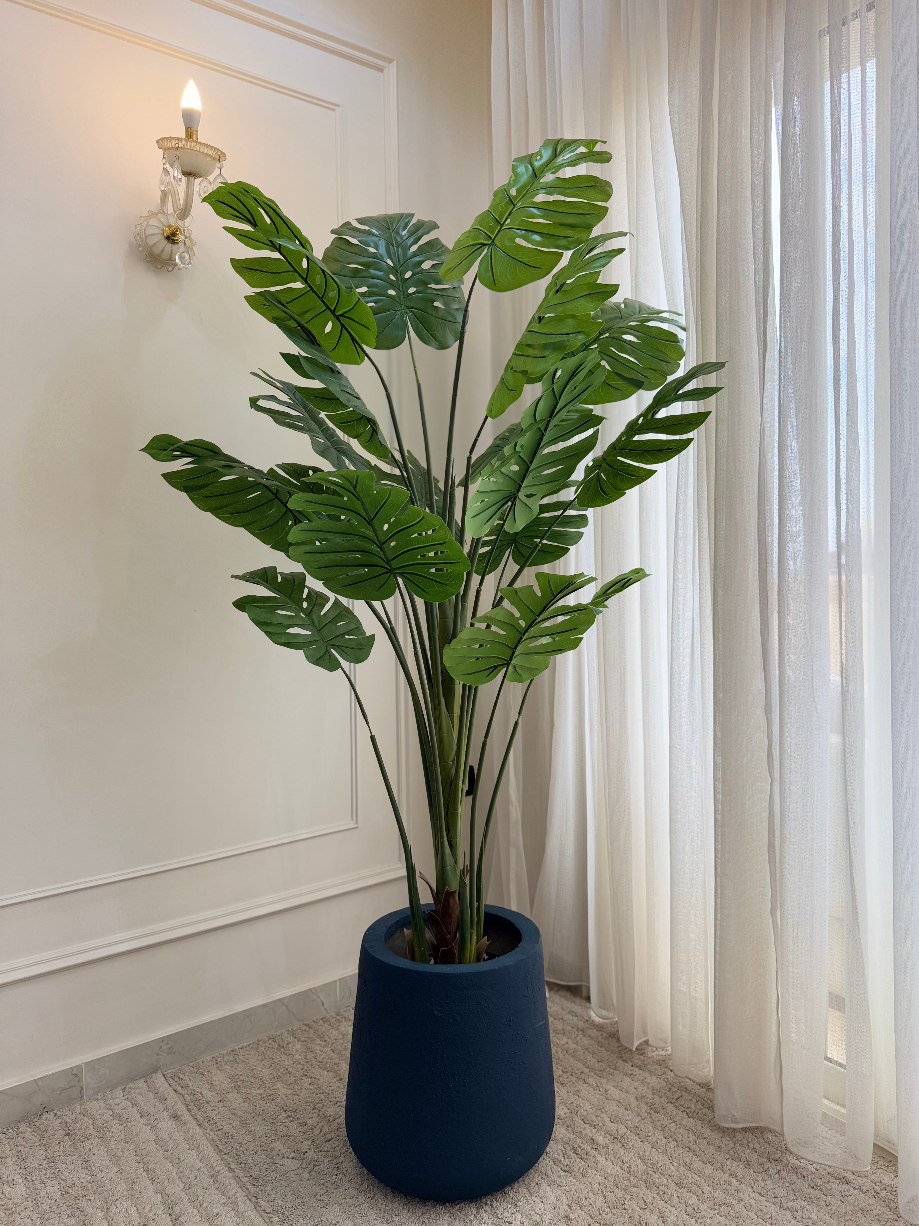 Monstera in Tapered Pot