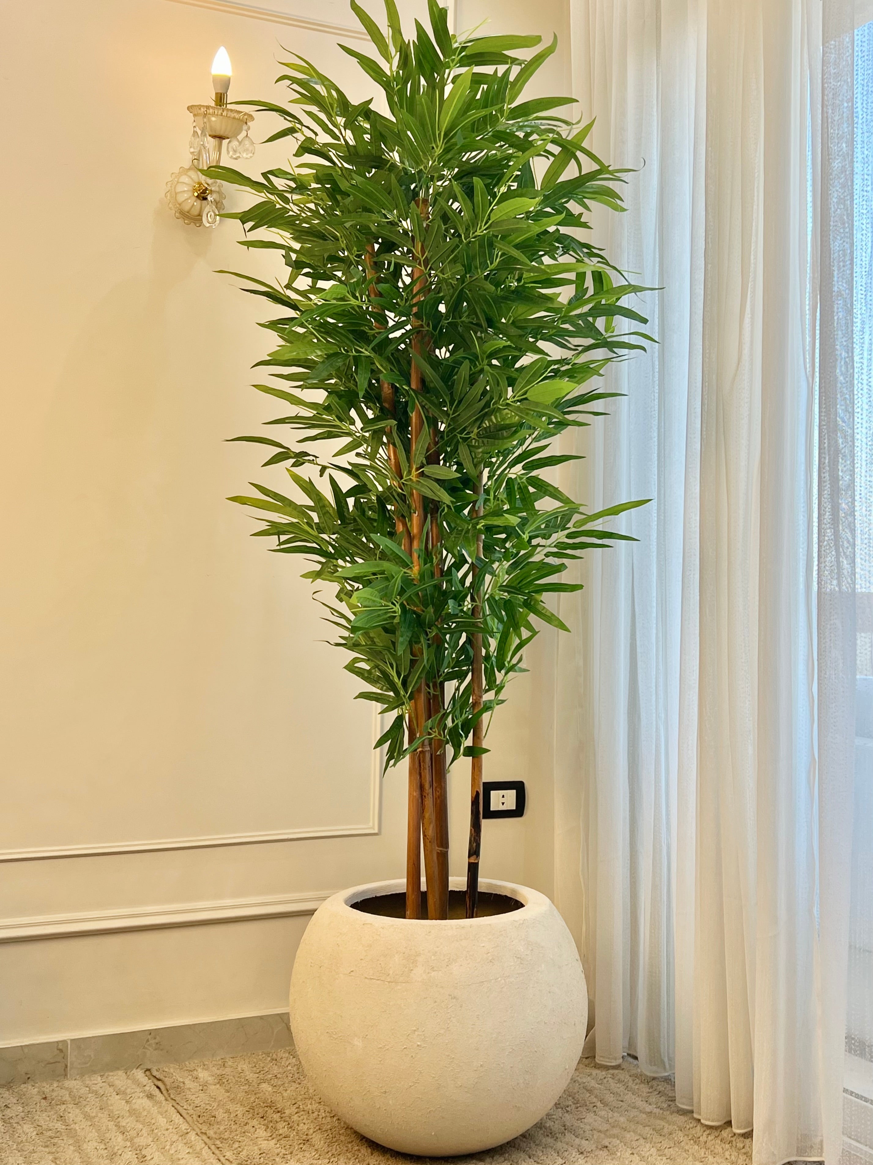 Bamboo in Bowl Pot …