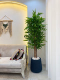 Bamboo in Tapered Pot