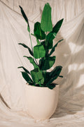 Banana in U-Shape Pot