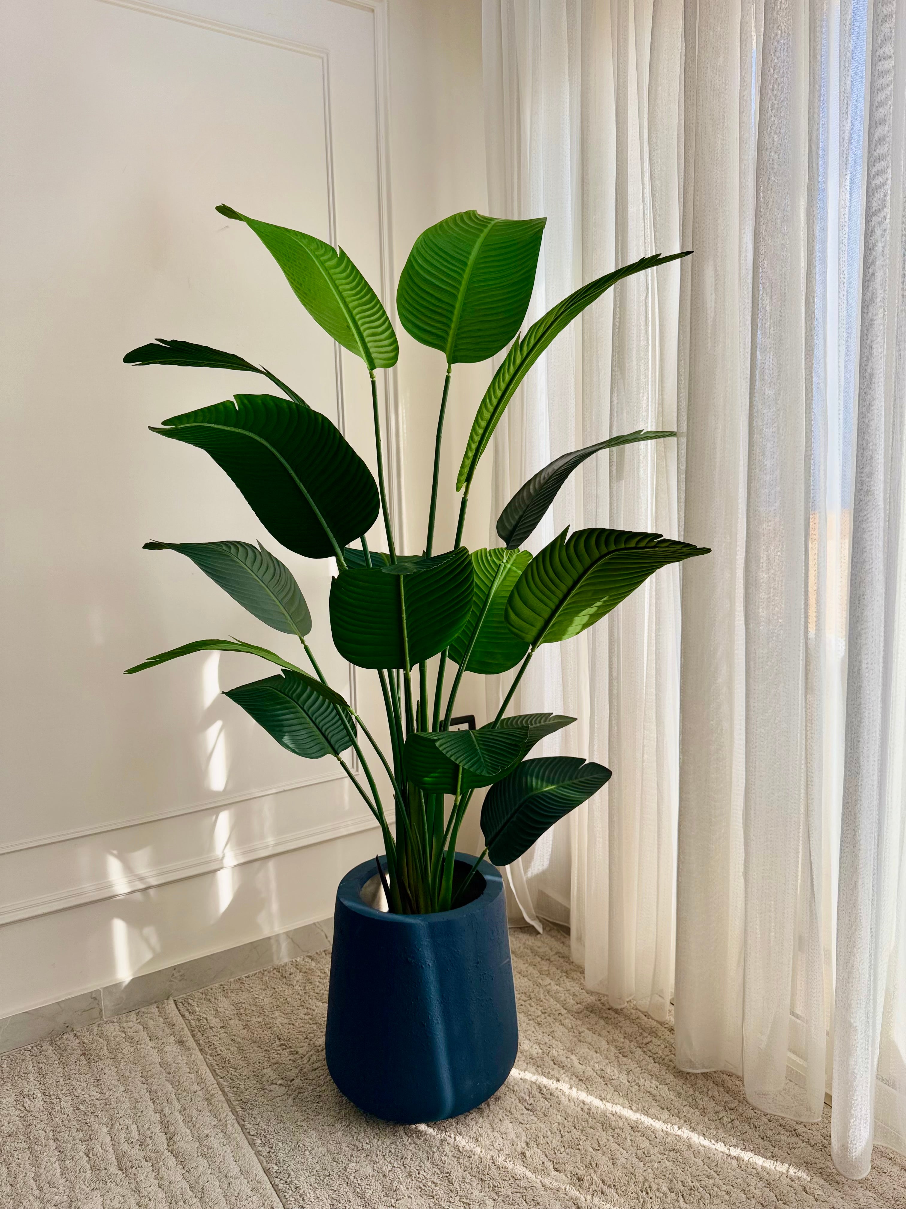 Banana in Tapered Pot