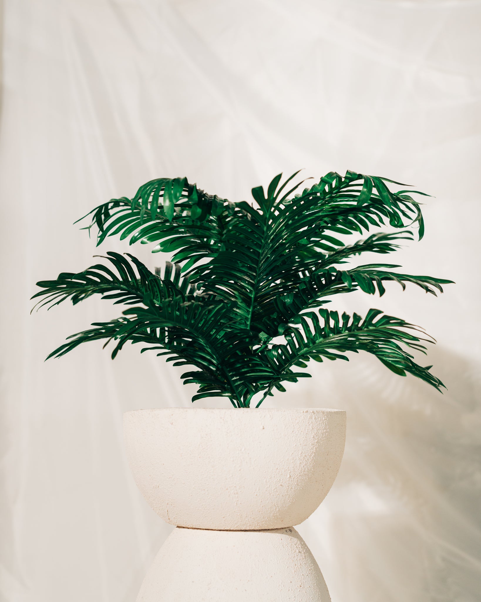 Sago palm plant