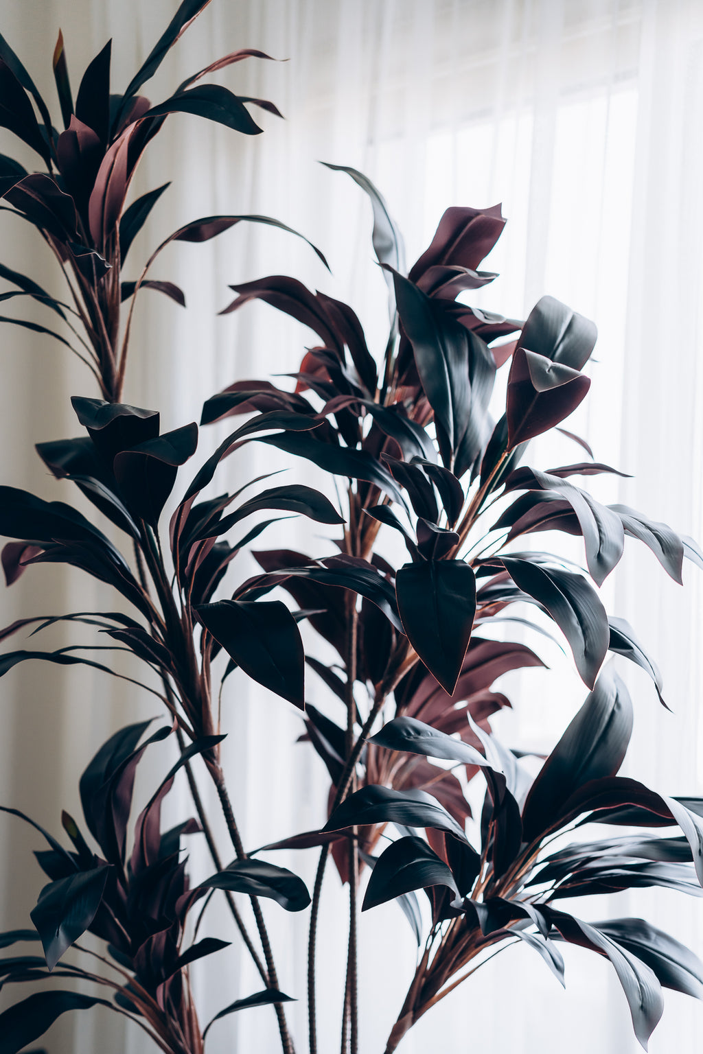 Burgundy dracena