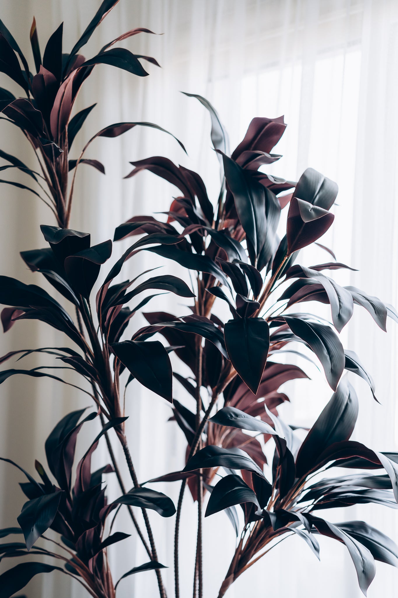 Burgundy dracena
