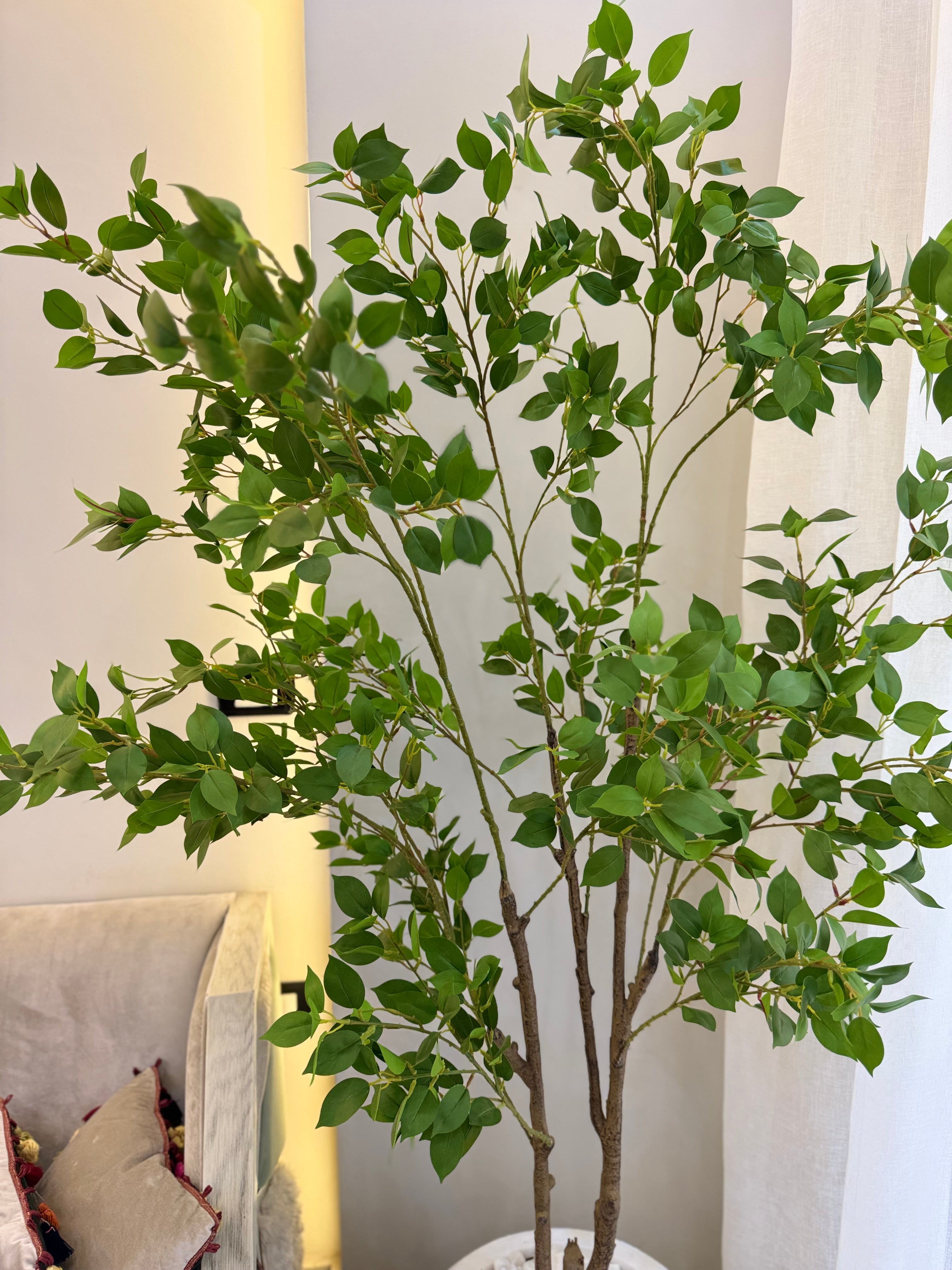 Benjamina Tree