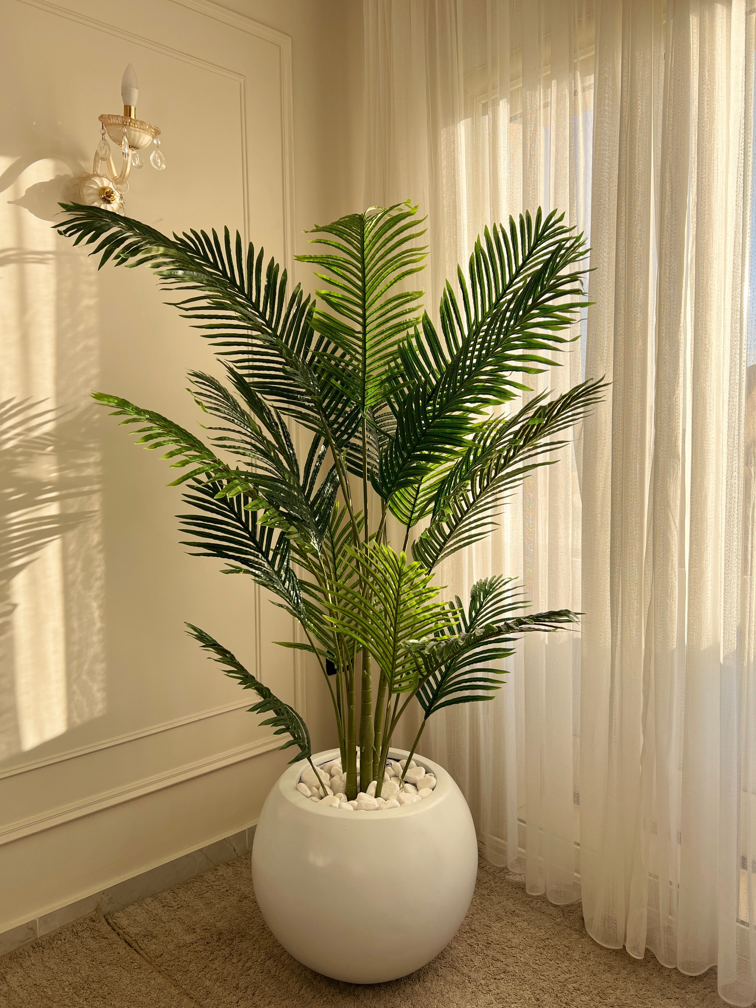 Areca in Bowl Pot
