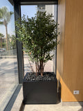 multi-stem olive tree