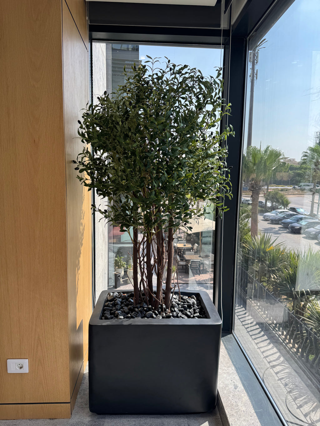 multi-stem olive tree
