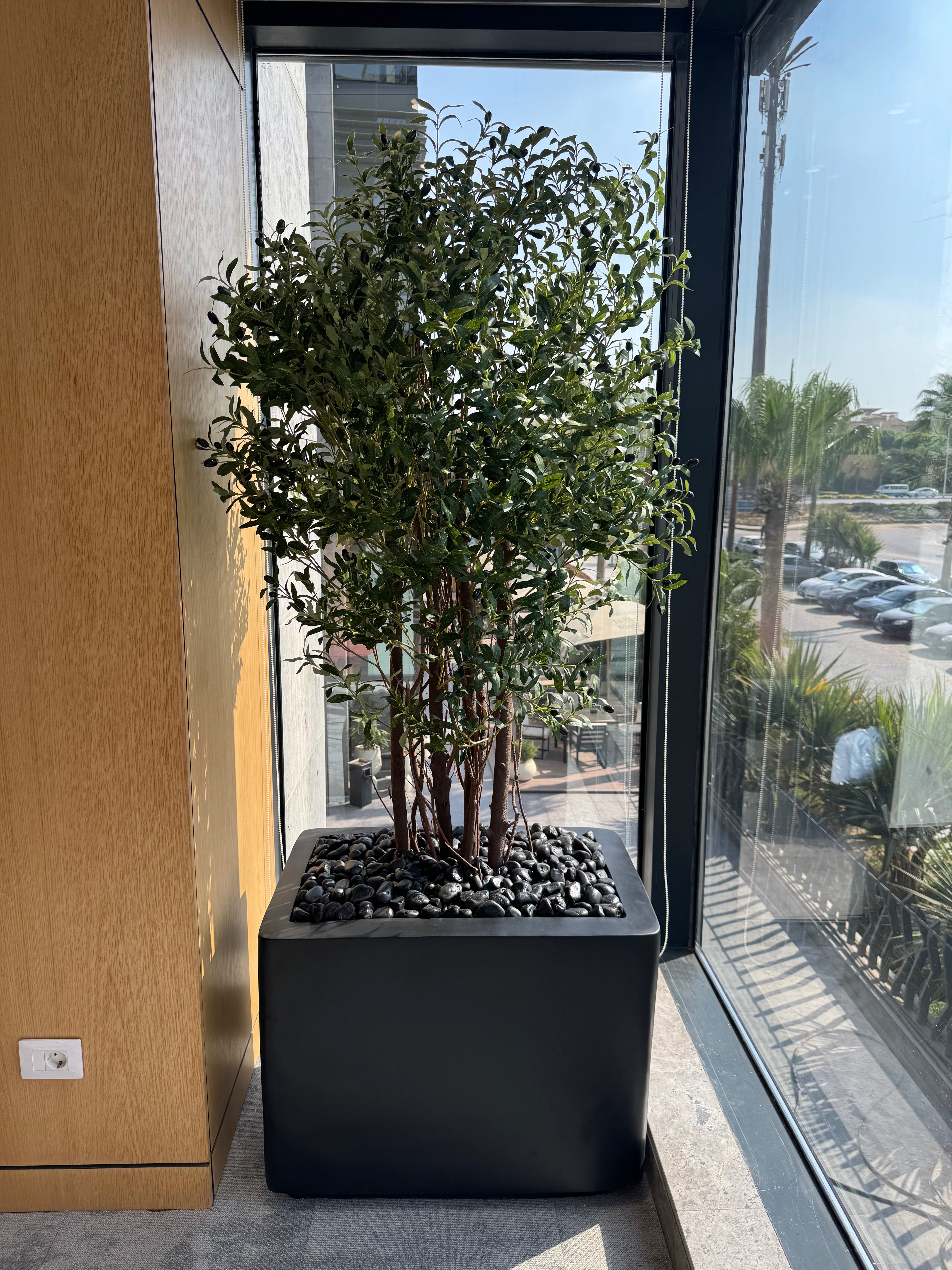 multi-stem olive tree