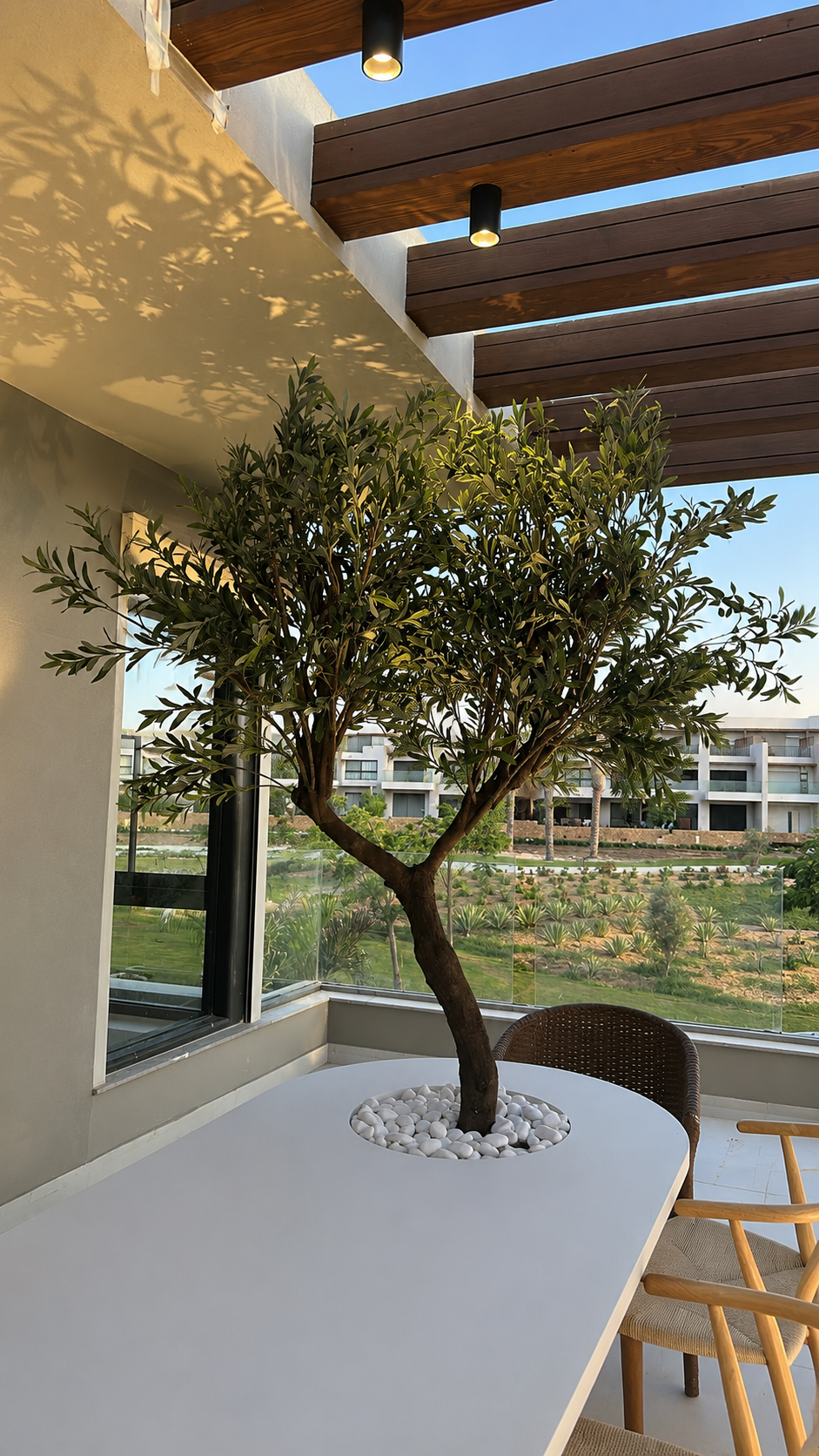 The Courtyard Olive Tree