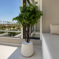 multi-stem benjamina tree