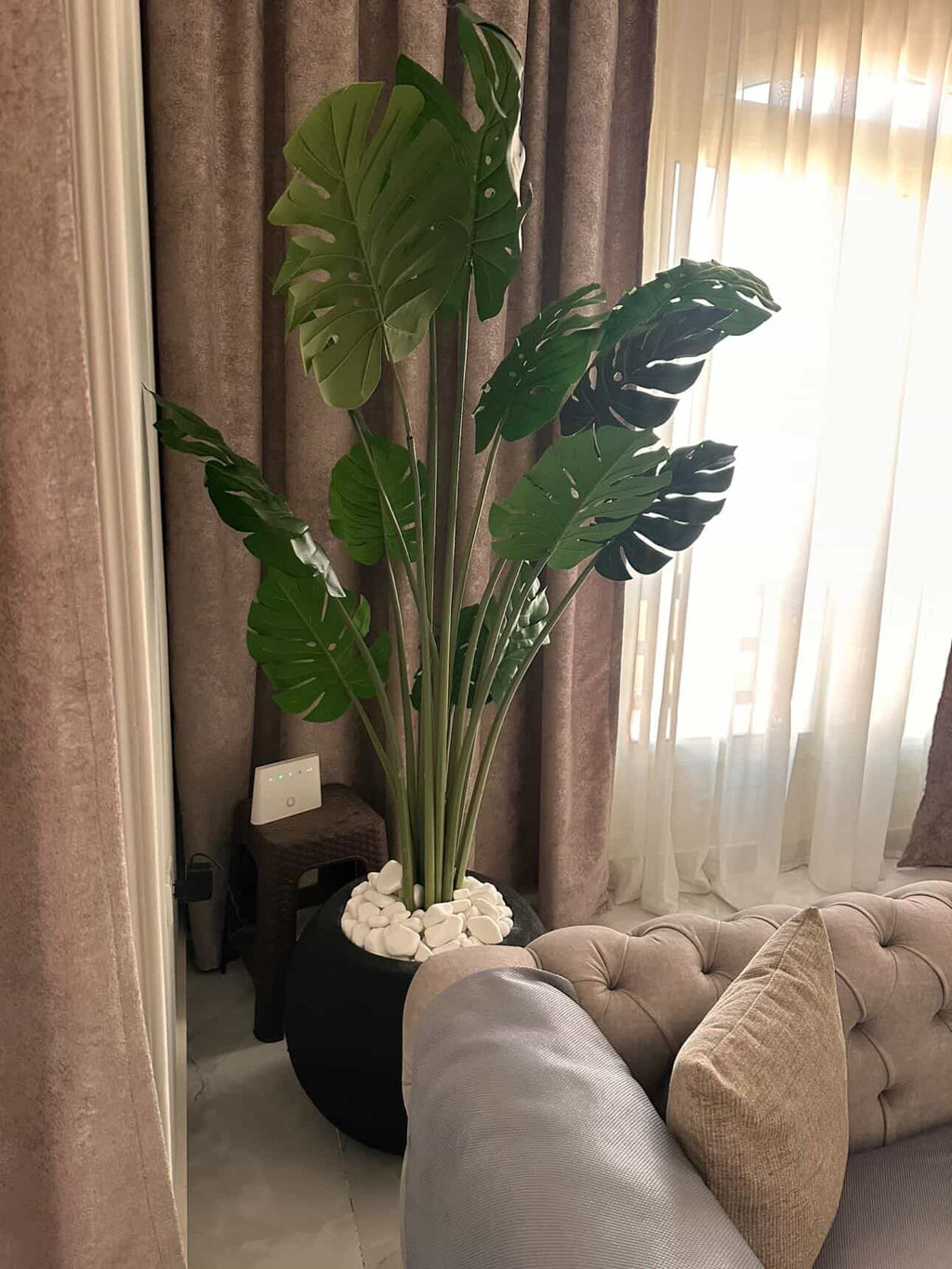Monstera in Bowl pot