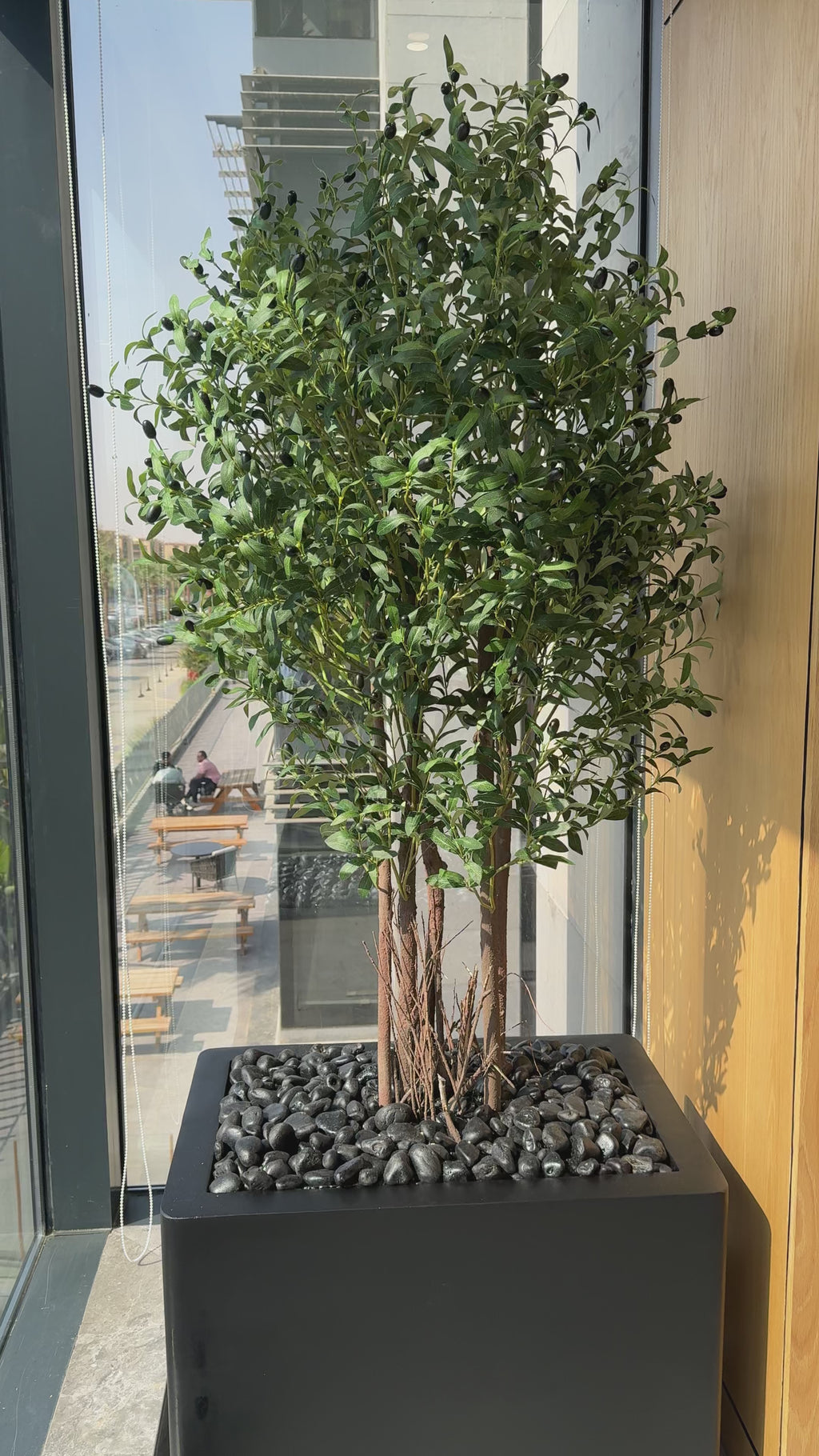 multi-stem olive tree